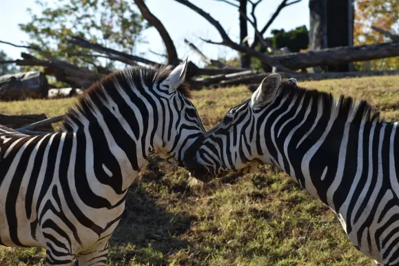 LunarSlots Casino Ondersteuning